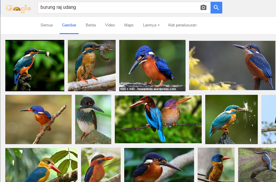 Gan Ada Burung Nyasar Ke Rumah Ane Ada Yang Tau Ini Jenis Burung