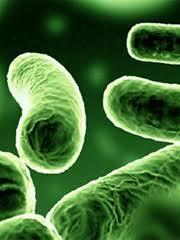 10 Hal Tentang Antibiotika