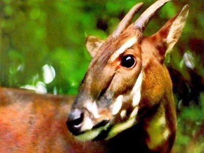 10 Spesies Hewan Yang Sangat Jarang Di Jumpai Di Bumi