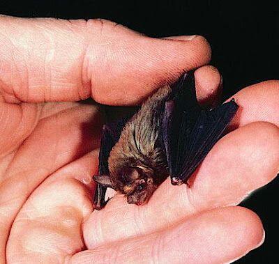 10 Spesies Hewan Yang Sangat Jarang Di Jumpai Di Bumi