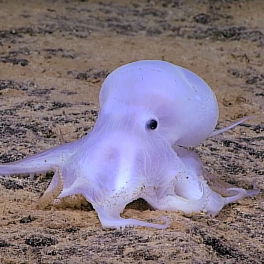Betapa Menakjubkannya Papahānaumokuākea National Marine Monument