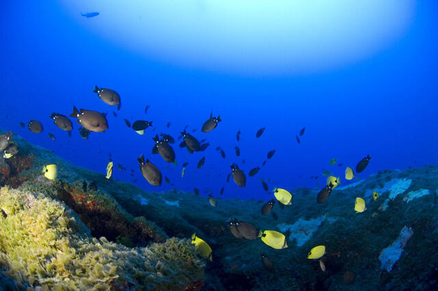 Betapa Menakjubkannya Papahānaumokuākea National Marine Monument
