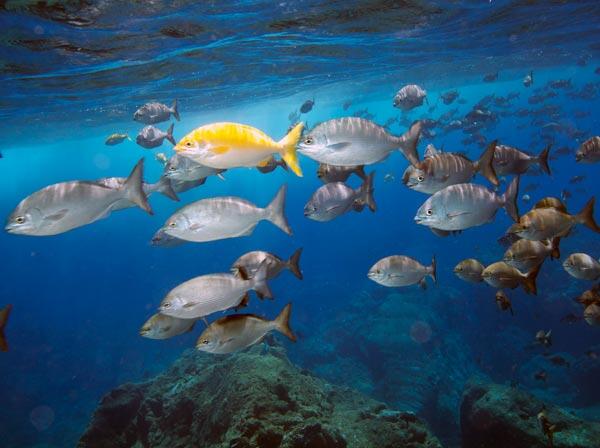 Betapa Menakjubkannya Papahānaumokuākea National Marine Monument