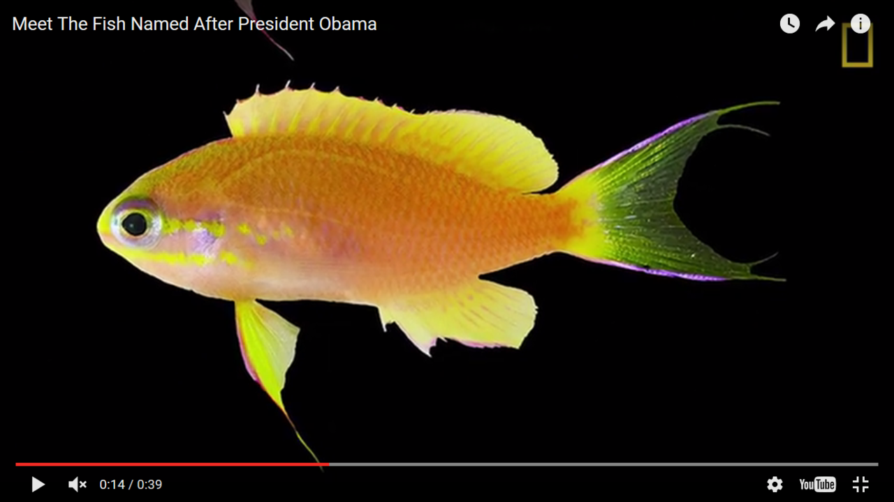 Betapa Menakjubkannya Papahānaumokuākea National Marine Monument