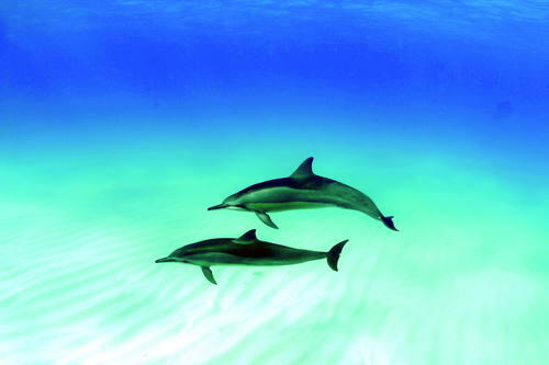 Betapa Menakjubkannya Papahānaumokuākea National Marine Monument