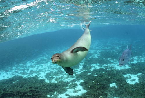 Betapa Menakjubkannya Papahānaumokuākea National Marine Monument