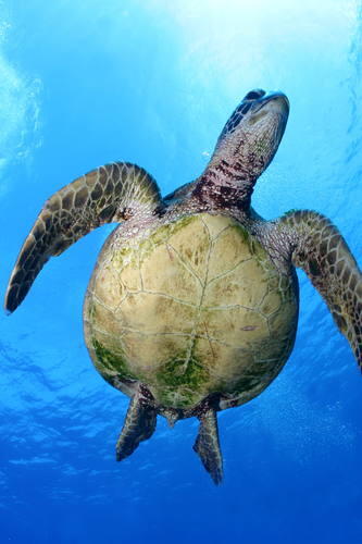 Betapa Menakjubkannya Papahānaumokuākea National Marine Monument