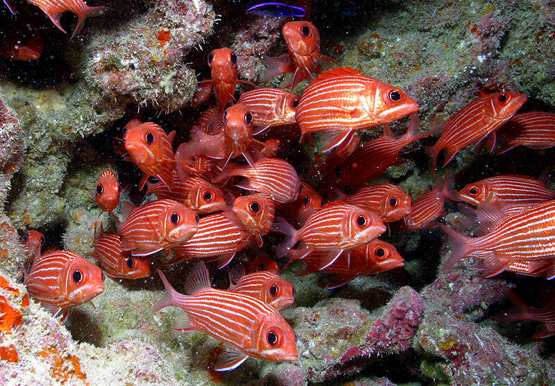 Betapa Menakjubkannya Papahānaumokuākea National Marine Monument
