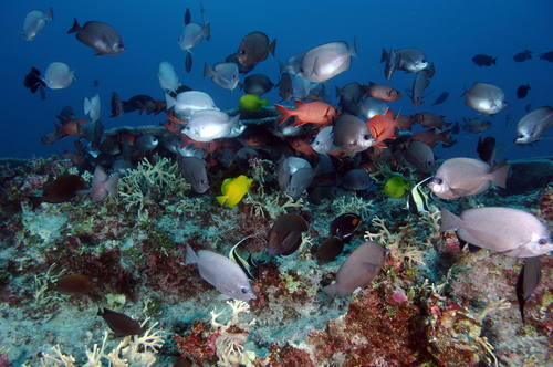 Betapa Menakjubkannya Papahānaumokuākea National Marine Monument