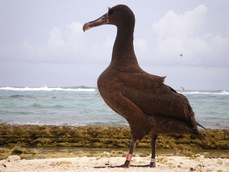 Betapa Menakjubkannya Papahānaumokuākea National Marine Monument