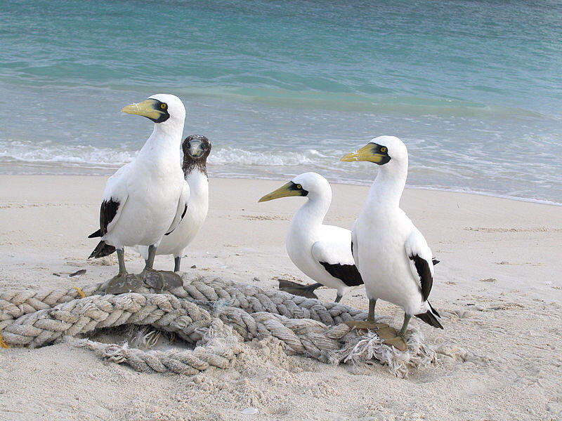 Betapa Menakjubkannya Papahānaumokuākea National Marine Monument