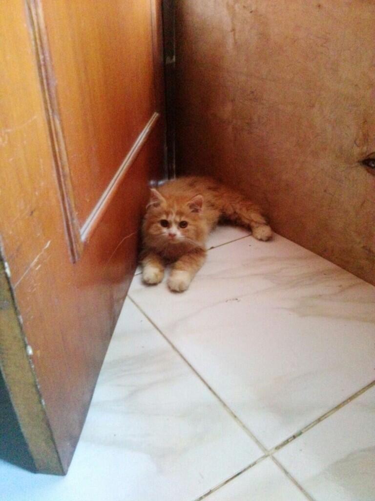 Hibah Kitten Persia Long Hair, mau diet pengeluaran. Cat Lover Only Pedagang Out