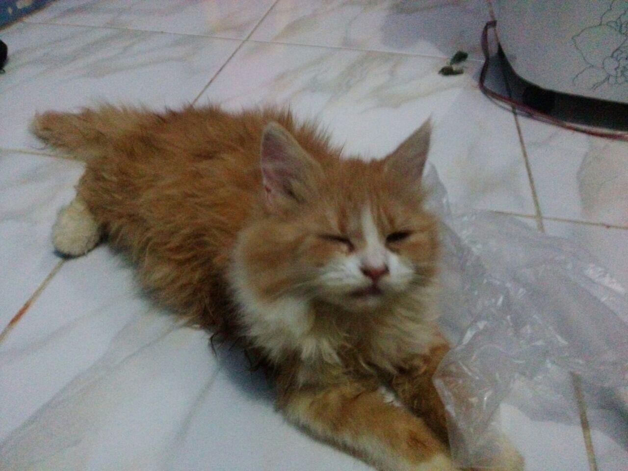Hibah Kitten Persia Long Hair, mau diet pengeluaran. Cat Lover Only Pedagang Out