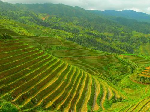 Teras Sawah Ternyata Juga Bisa Jadi Destinasi Wisata Populer di Cina