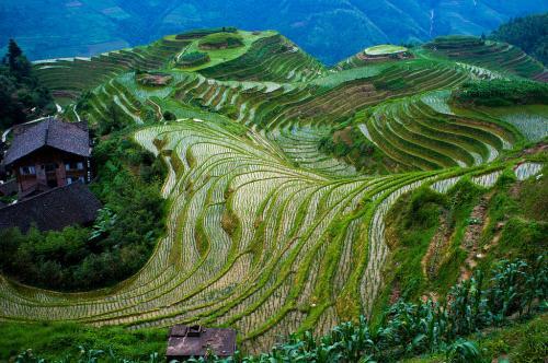 Teras Sawah Ternyata Juga Bisa Jadi Destinasi Wisata Populer di Cina