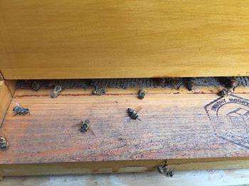 Millions of bees dead after state sprays for Zika mosquitoes
