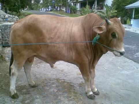 Yang minat daging kurban silahkan merapat GRATIS!!!!