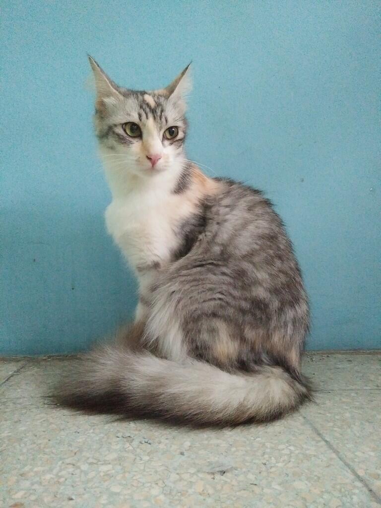 Ini kucing jenis apa ya