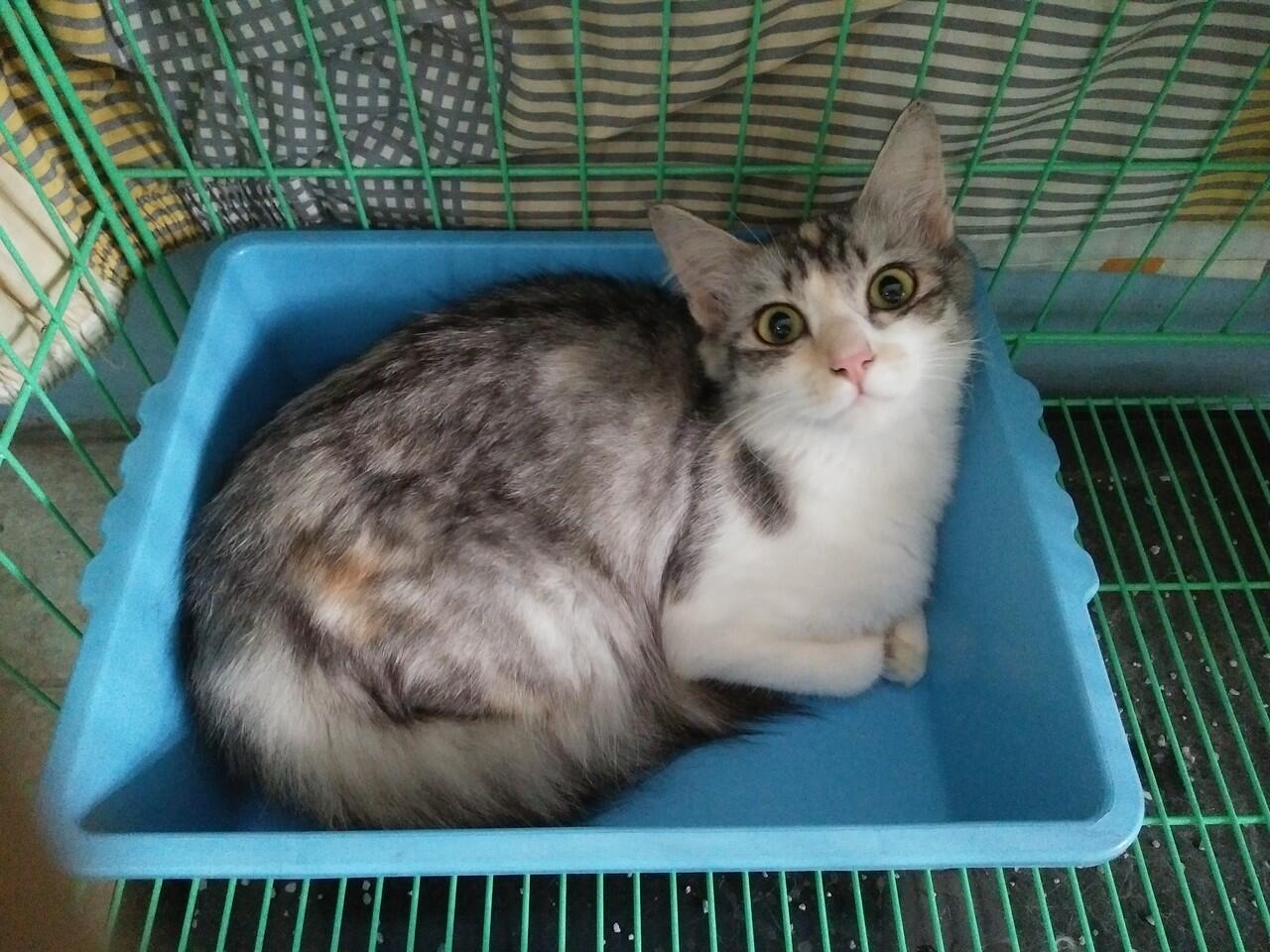 Ini kucing jenis apa ya