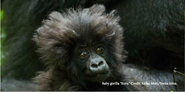 ≈ masa iya gaya rambut loe kalah ma anak Gorila gans ≈