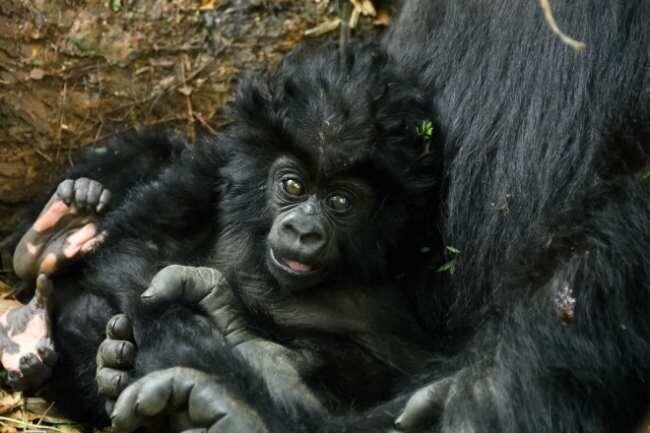 ≈ masa iya gaya rambut loe kalah ma anak Gorila gans ≈