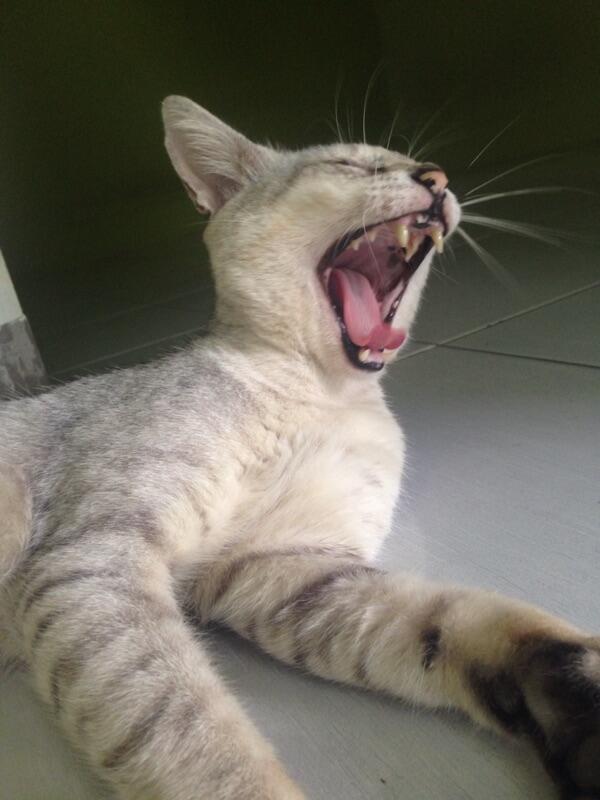 gan ane mau nanya lagi, tolong jawab