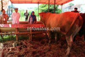 Sambut Idul Adha, Balitbang Gelar Bursa Hewan Qurban