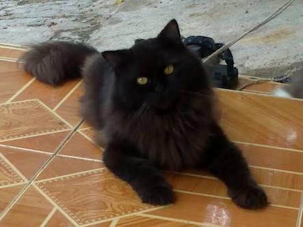ini jenis kucing apa ya gan...