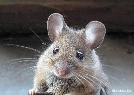 Enam Trik agar Tikus Kapok Bersarang dalam Rumah