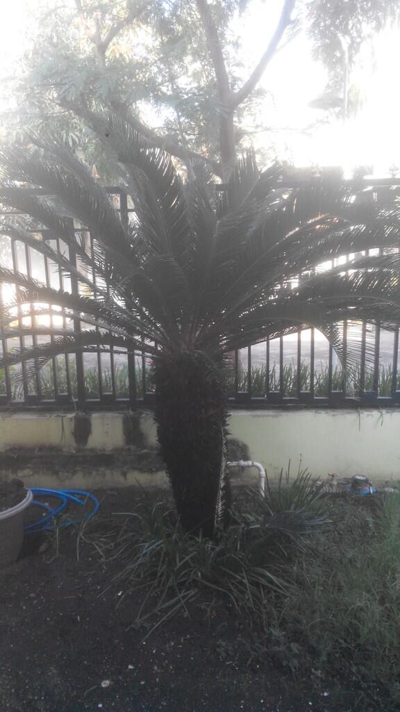 Pohon Palem Sikas