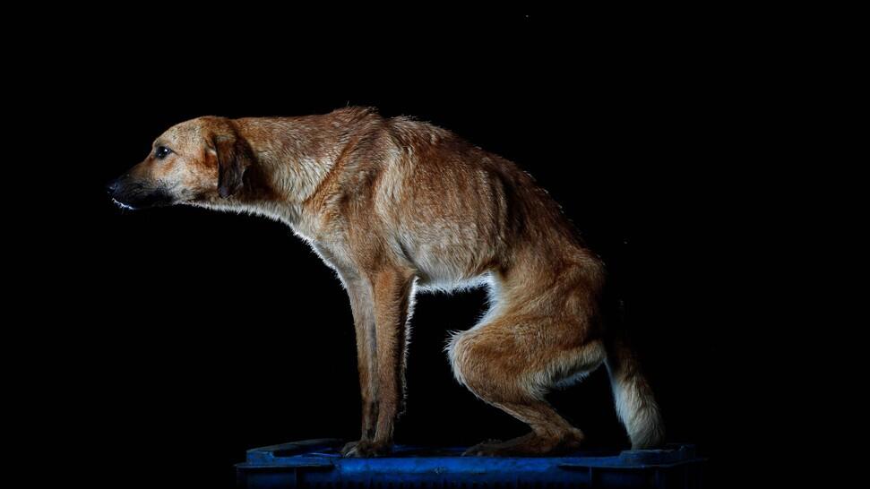 Anjing-anjing di Negeri Krisis, Venezuela (Penyayang Anjing Masuk!)