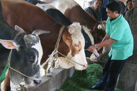 Waspada Penyakit Hewan Ternak