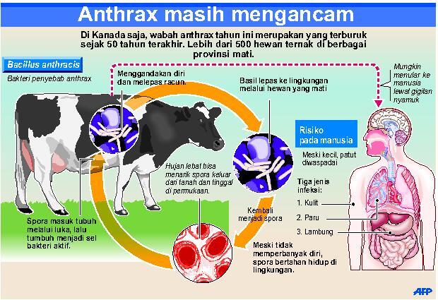 Waspada Penyakit Hewan Ternak