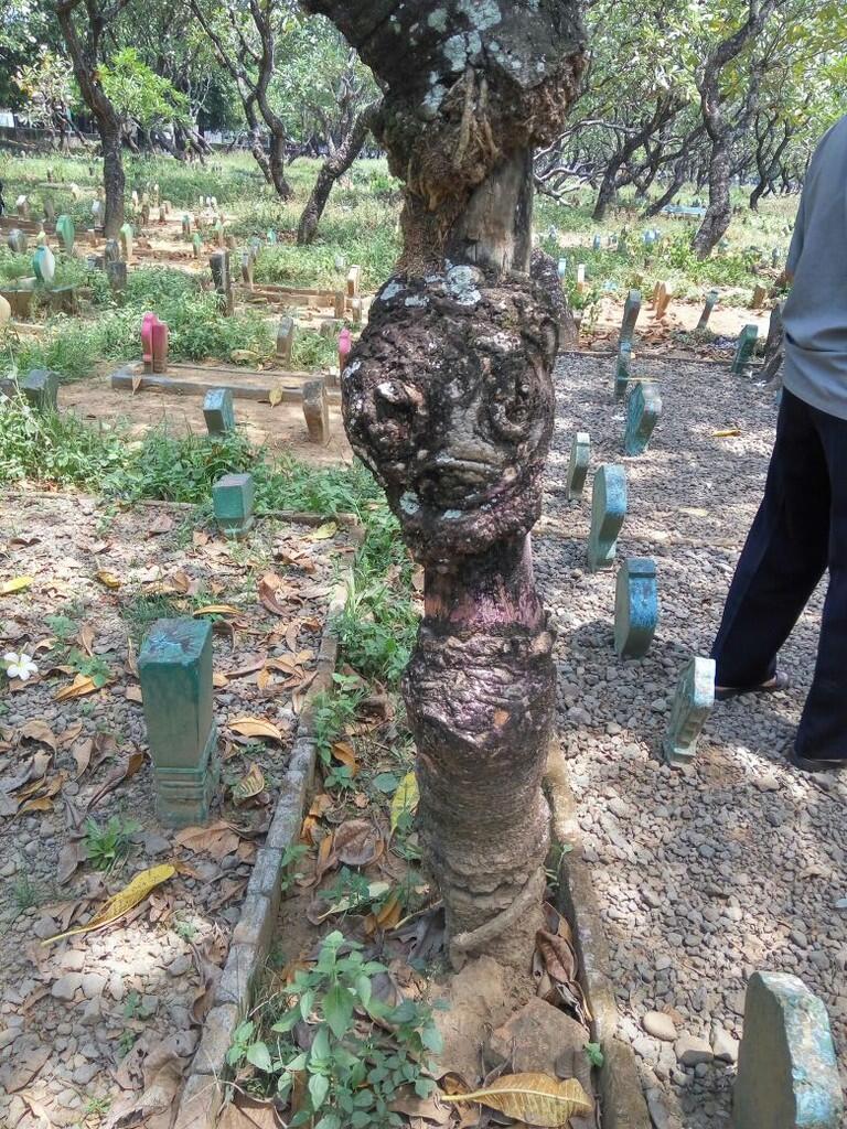 Penampakan wajah manusia di sebuah batang pohon