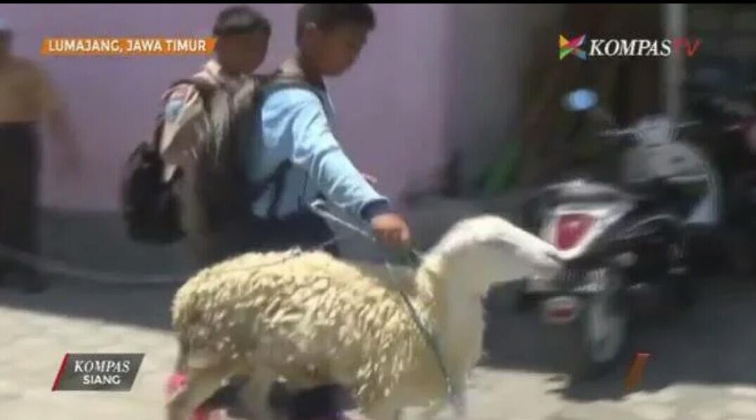 Bocah SD Ini Beli Kurban dari Hasil Tabungan Sendiri