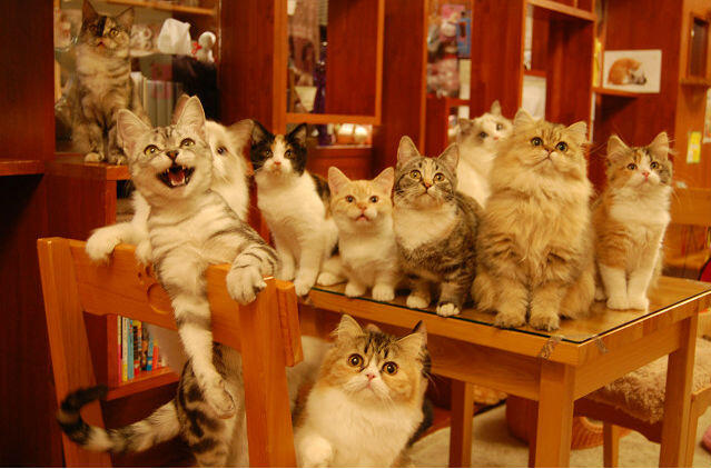 Mengaku Pecinta Kucing Gan? Tips-tips menarik untuk menikmati Cafe Kucing di Jepang