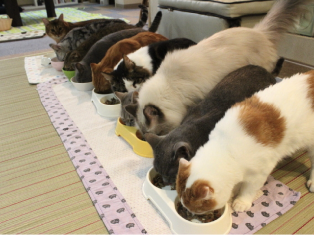 Mengaku Pecinta Kucing Gan? Tips-tips menarik untuk menikmati Cafe Kucing di Jepang