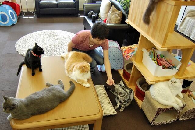 Mengaku Pecinta Kucing Gan? Tips-tips menarik untuk menikmati Cafe Kucing di Jepang