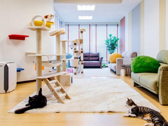 Mengaku Pecinta Kucing Gan? Tips-tips menarik untuk menikmati Cafe Kucing di Jepang
