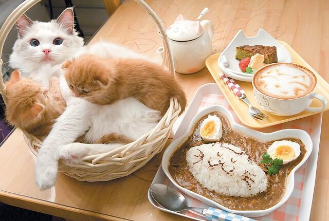 Mengaku Pecinta Kucing Gan? Tips-tips menarik untuk menikmati Cafe Kucing di Jepang