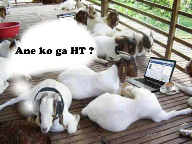 Gak ada HT idul Adha ya??