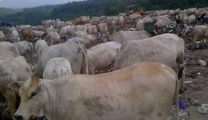 Idul Adha, Ribuan Sapi Pemakan Sampah di Semarang Laku Keras