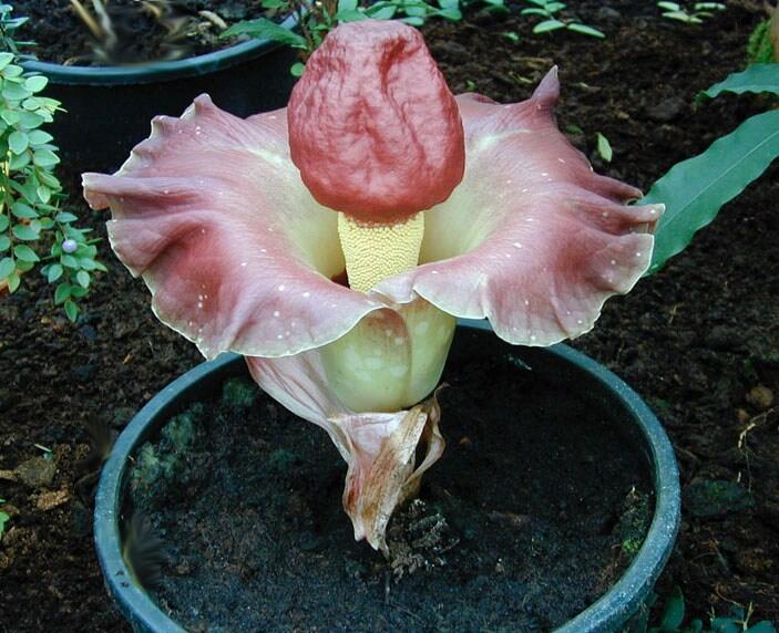 10 BUNGA DAN TANAMAN TER-UNIK