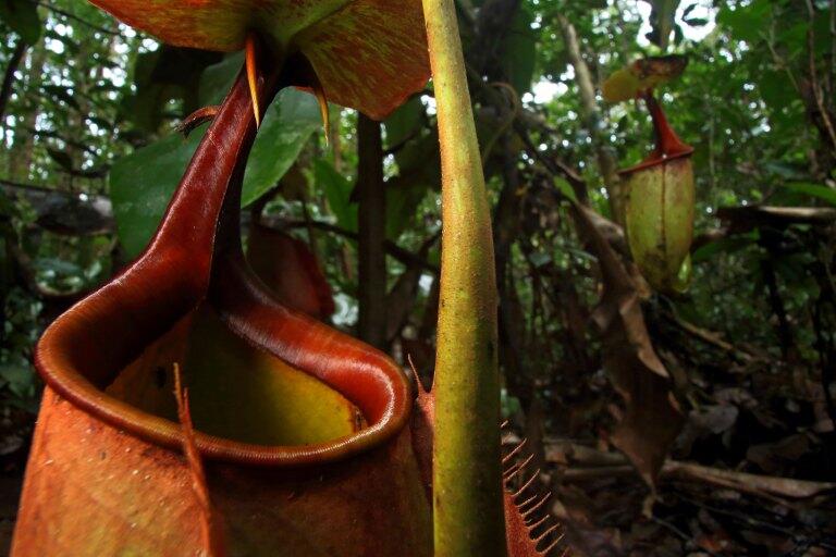 10 BUNGA DAN TANAMAN TER-UNIK
