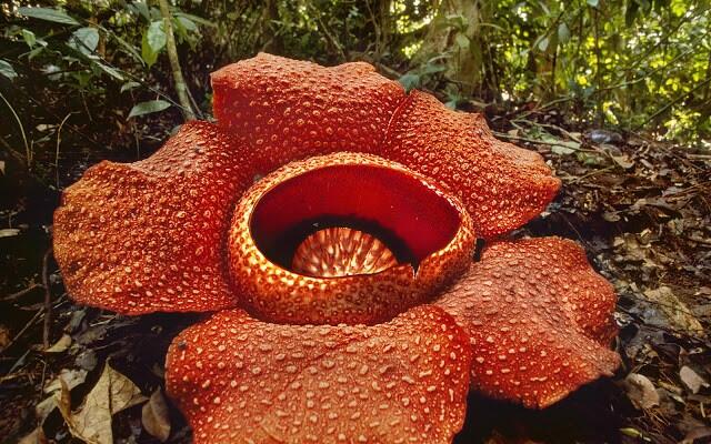 10 BUNGA DAN TANAMAN TER-UNIK