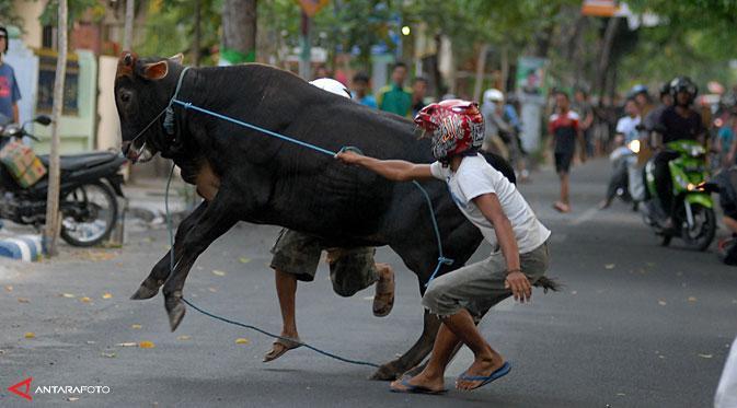 Waduh, Sapi Kurban Ubrak-Abrik Kantor Polisi