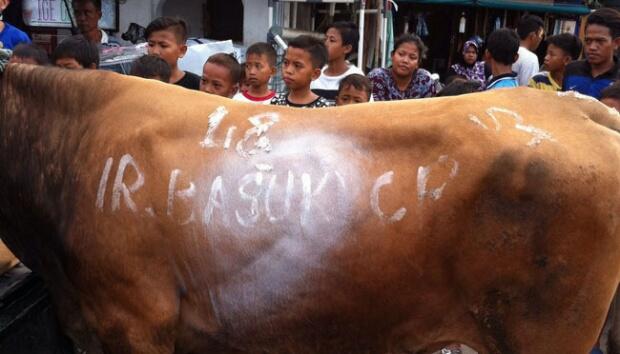 Sapi Ahok Ditolak di Luar Batang, Mama Ratna pun Senang