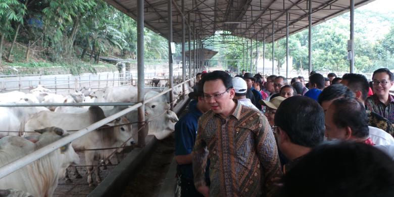 Sapi Ahok Ditolak di Luar Batang, Mama Ratna pun Senang