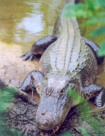 Buaya Sahul, Alligator Khas Papua Yang Jarang Diketahui