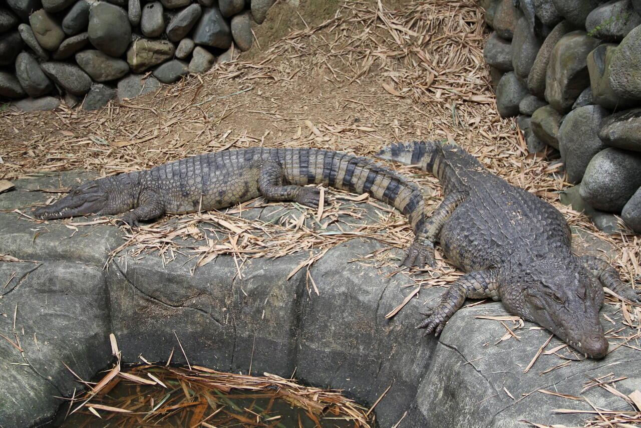 Buaya Sahul, Alligator Khas Papua Yang Jarang Diketahui